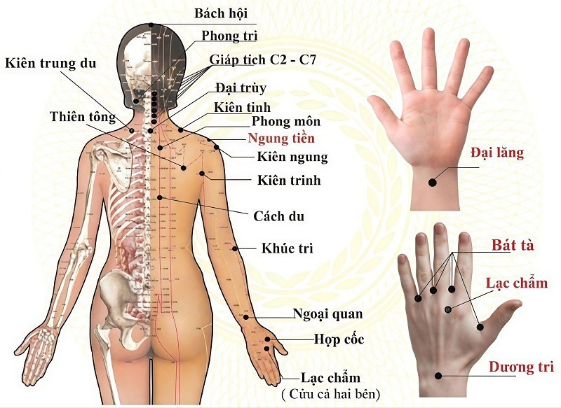 cac-huyet-dao-quan-trong-trong-duong-sinh-1